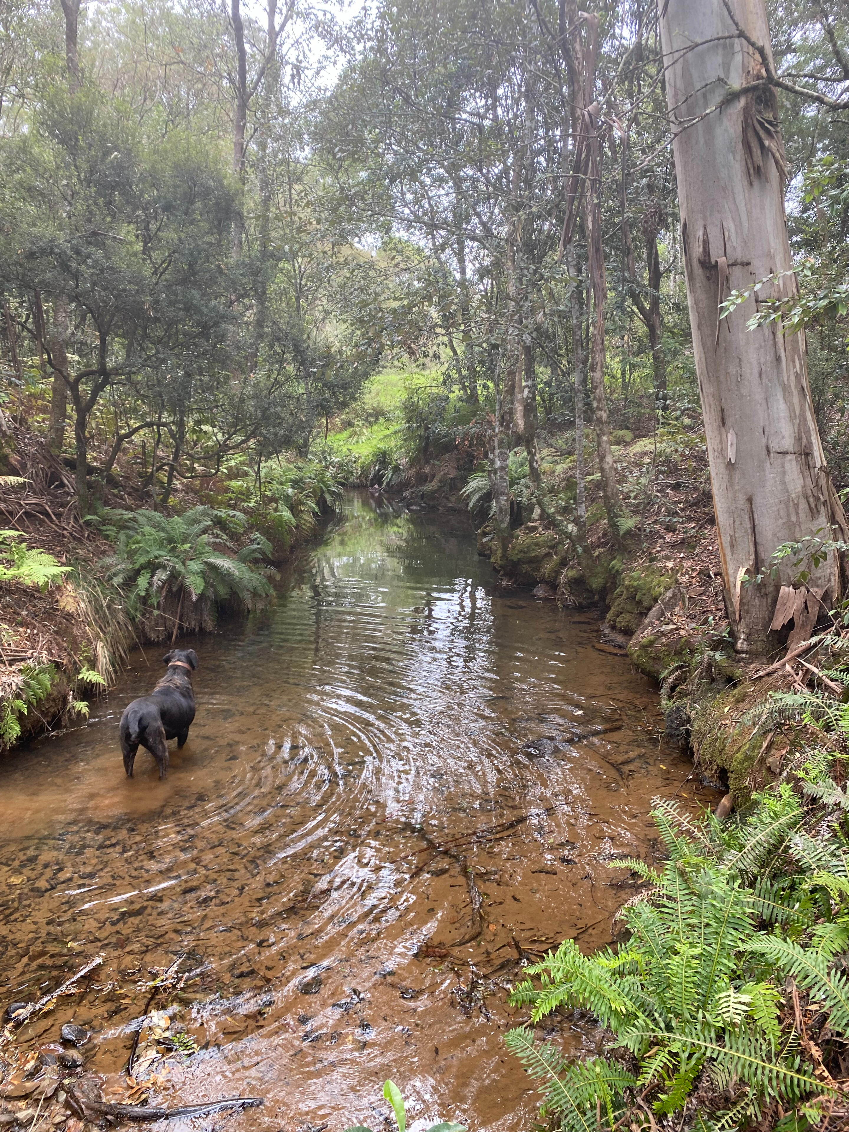 Creek with dog